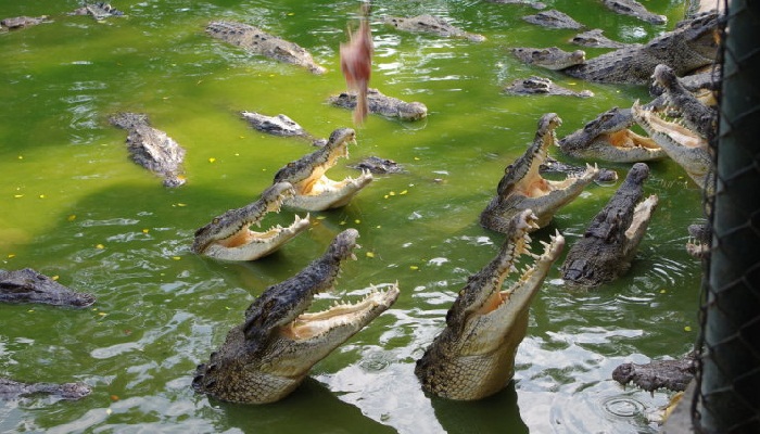 Крокодиловая ферма в Паттайе