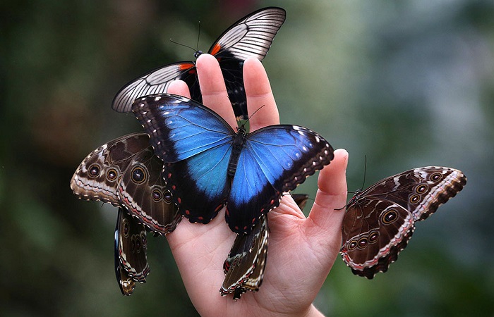 Бабочки в Таиланде