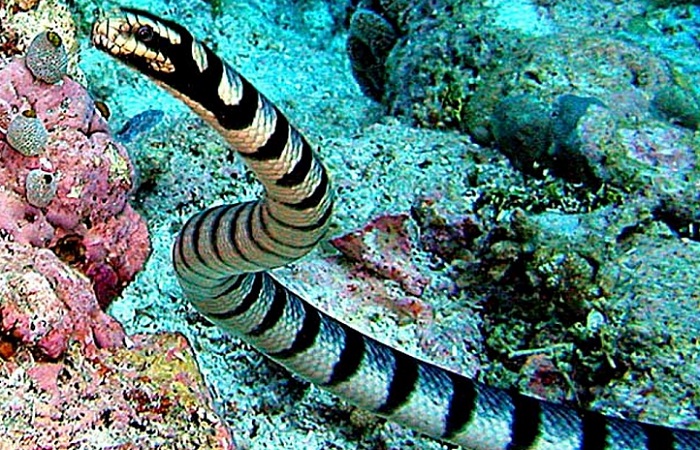 Морские змеи в Таиланде