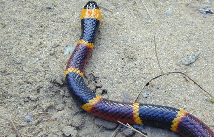 Ядовитые змеи Таиланда