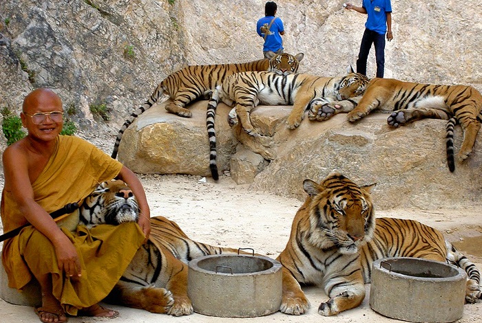 Храм тигров, Таиланд