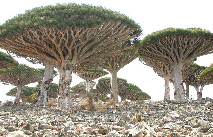 Драконовое дерево, Тенерифе