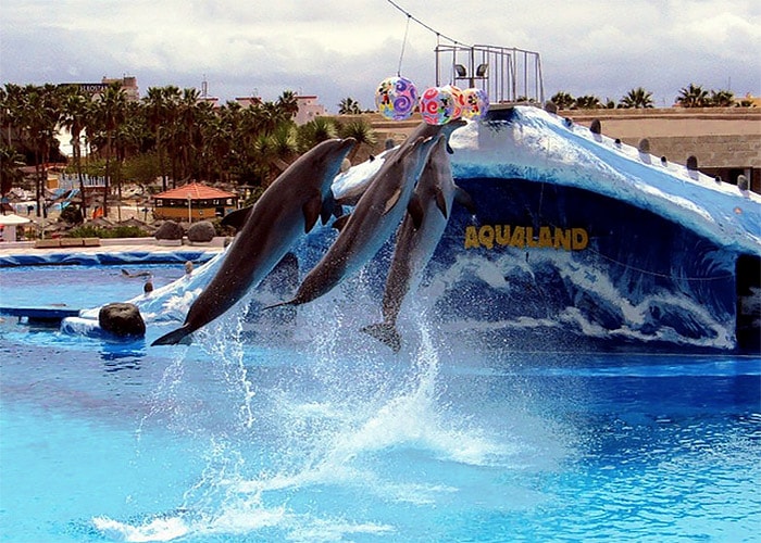 Дельфинарий в аквапарке Аквалэнд