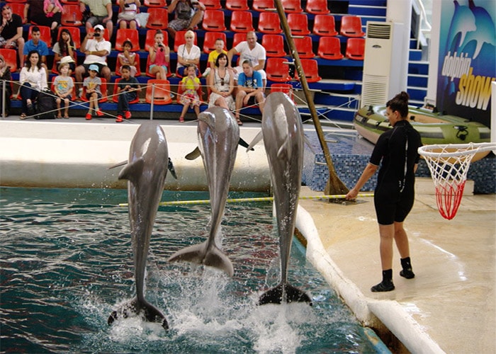 Программа в дельфинарии Феста