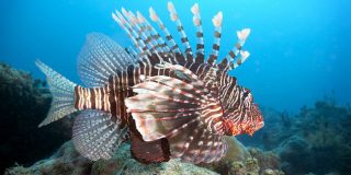 Опасные рыбы Красного моря